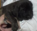 Small Photo #4 American Mastiff Puppy For Sale in PIKETON, OH, USA