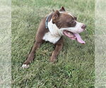 Small #6 American Pit Bull Terrier Mix