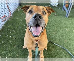 Rhodesian Ridgeback-Unknown Mix Dogs for adoption in Tavares, FL, USA