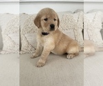 Small Photo #2 Golden Retriever Puppy For Sale in ROCHESTER, NY, USA