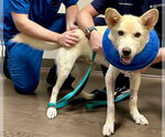 Small Photo #4 - Mix Puppy For Sale in Hoffman Estates, IL, USA