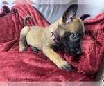 Small Photo #119 Belgian Malinois Puppy For Sale in REESEVILLE, WI, USA