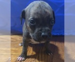Puppy Puppy 1 American Staffordshire Terrier