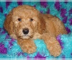 Small #3 Miniature Labradoodle