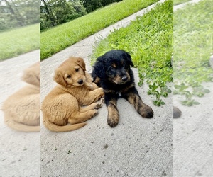 English Shepherd-Golden Retriever Mix Puppy for sale in ALBERTON, MT, USA