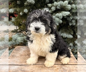 Poo-Ton Puppy for sale in MIDDLEBURY, IN, USA