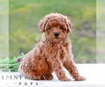 Dove - Female Cavapoo (Miniature) Puppy for Sale - Photo #5