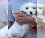 Small #3 Poodle (Miniature) Mix