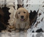 Puppy Black Paw Male Golden Retriever