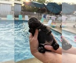 Small #4 French Bulldog