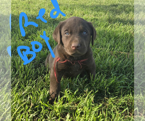 Labrador Retriever Puppy for sale in COLCORD, OK, USA