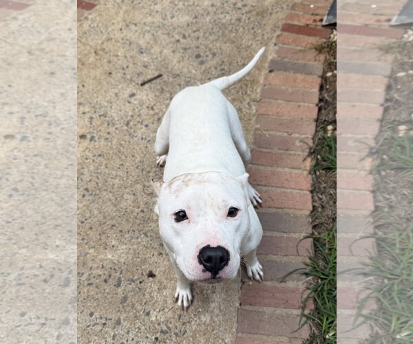 Medium Photo #4 Mutt Puppy For Sale in Woodbury, NY, USA