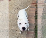 Small #3 Mutt