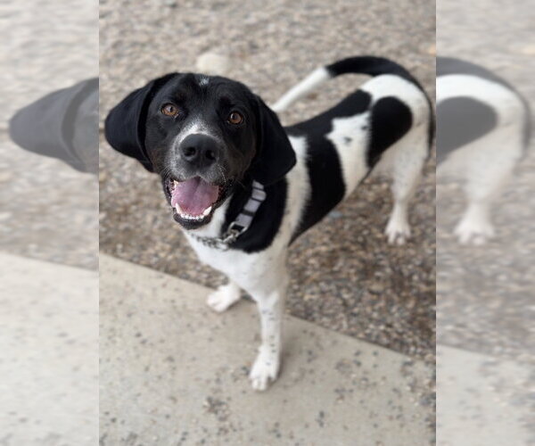 Medium Photo #1 Mutt Puppy For Sale in Bemidji, MN, USA