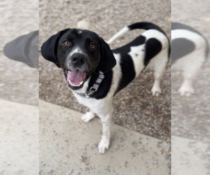 Mutt Dogs for adoption in Bemidji, MN, USA