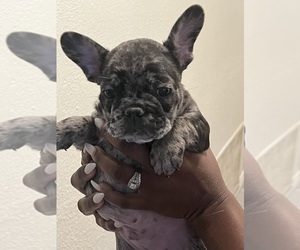 French Bulldog Puppy for sale in PALMDALE, CA, USA