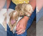 Small #6 Labradoodle