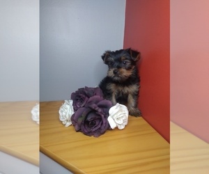Yorkshire Terrier Puppy for sale in INDIANAPOLIS, IN, USA