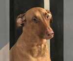 Small Photo #6 Rhodesian Ridgeback-Vizsla Mix Puppy For Sale in PORT WASHINGTON, NY, USA