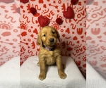 Small Photo #2 Golden Retriever Puppy For Sale in ALEXANDRIA, LA, USA
