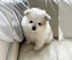 Small #18 Pomeranian