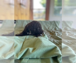 Medium Poodle (Standard)