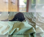 Puppy Skeeter Poodle (Standard)