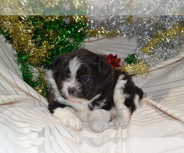 Medium Photo #2 Shiranian Puppy For Sale in GREENWOOD, WI, USA