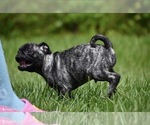 Small #4 Pug