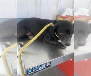 Chihuahua Dogs for adoption in Bakersfield, CA, USA