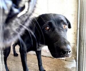 Labrador Retriever Dogs for adoption in San Bernardino, CA, USA