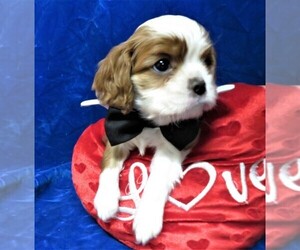 Cavalier King Charles Spaniel Puppy for sale in NORWOOD, MO, USA
