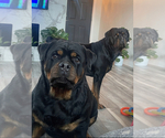 Small #6 Rottweiler