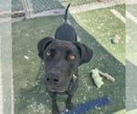 Small #5 German Shorthaired Lab
