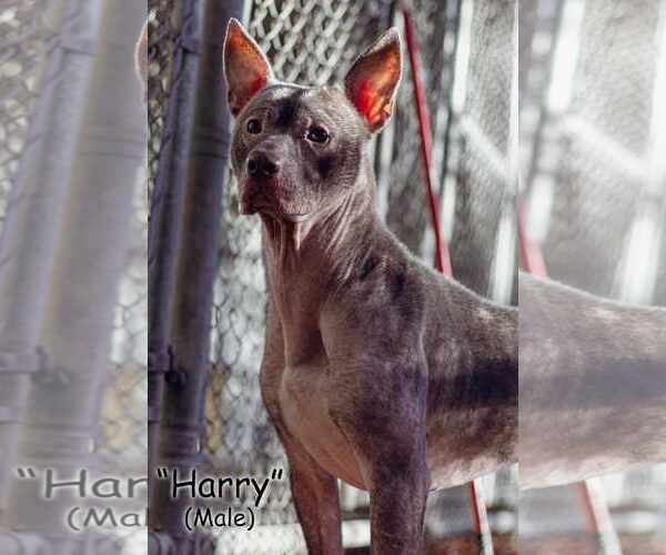 Medium Photo #1 American Staffordshire Terrier-Unknown Mix Puppy For Sale in Frenchburg, KY, USA