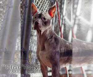 American Staffordshire Terrier-Unknown Mix Dogs for adoption in Frenchburg, KY, USA