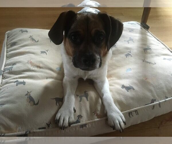 Medium Photo #1 Beagle-Unknown Mix Puppy For Sale in Charlottesville, VA, USA