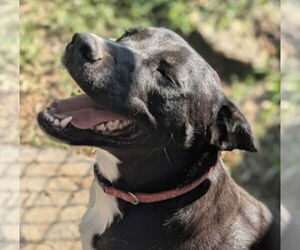 Borador Dogs for adoption in Pottstown, PA, USA