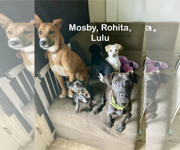 Medium Photo #8 Border-Aussie Puppy For Sale in San Diego, CA, USA