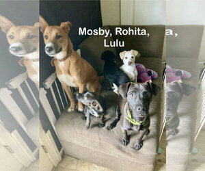 Mosby. - Female Border-Aussie Dog for Adoption - Photo #8