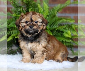 Cavachon-Shih Tzu Mix Puppy for sale in MORGANTOWN, PA, USA