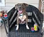 Small #1 American Pit Bull Terrier-Chihuahua Mix