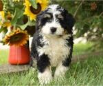 Small Photo #2 Miniature Bernedoodle Puppy For Sale in MILLERSBURG, OH, USA