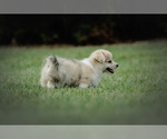 Small Photo #11 Pembroke Welsh Corgi Puppy For Sale in ELKTON, KY, USA