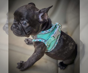 French Bulldog Puppy for Sale in VERO BEACH, Florida USA