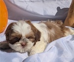 Small #4 Shih Tzu