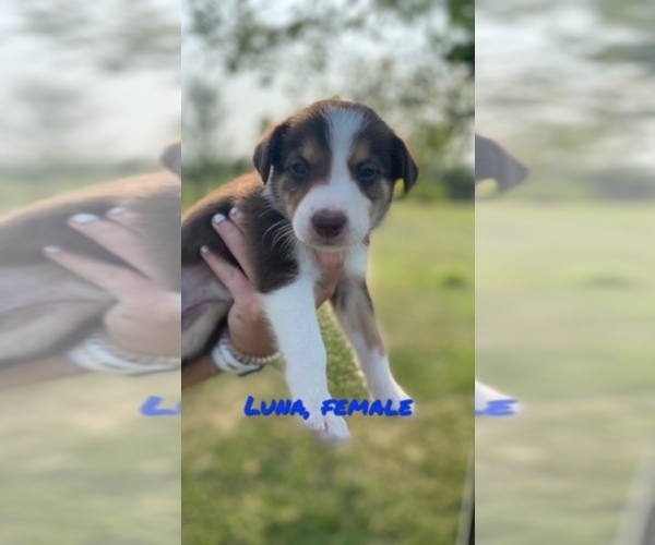 Medium Photo #7 Border Collie Puppy For Sale in BUCKLIN, MO, USA
