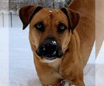 Small #10 Black Mouth Cur