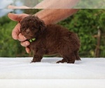 Small #17 ShihPoo