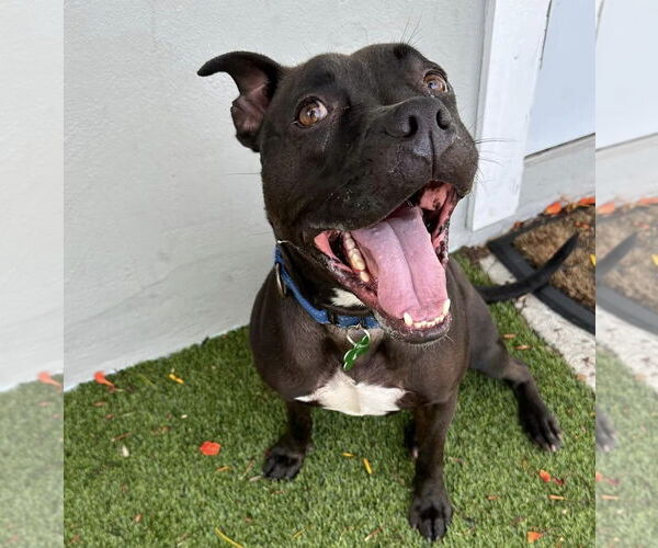 Medium Photo #13 American Pit Bull Terrier-Unknown Mix Puppy For Sale in Pompano Beach , FL, USA